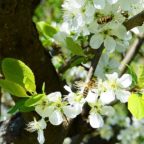 Biene, Hummel, Wespe & Co