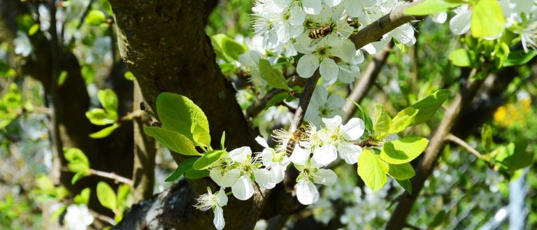 Biene, Hummel, Wespe & Co