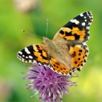 Stummer Frühling – Ursachen und Auswirkungen des Insektenrückgangs
