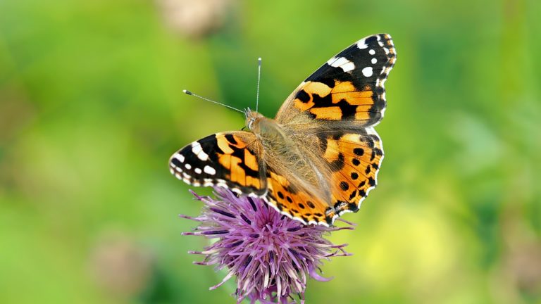 Stummer Frühling – Ursachen und Auswirkungen des Insektenrückgangs