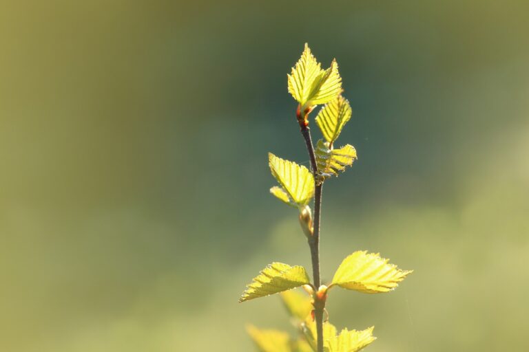 Globaler Klimastreik am 19. März 2021